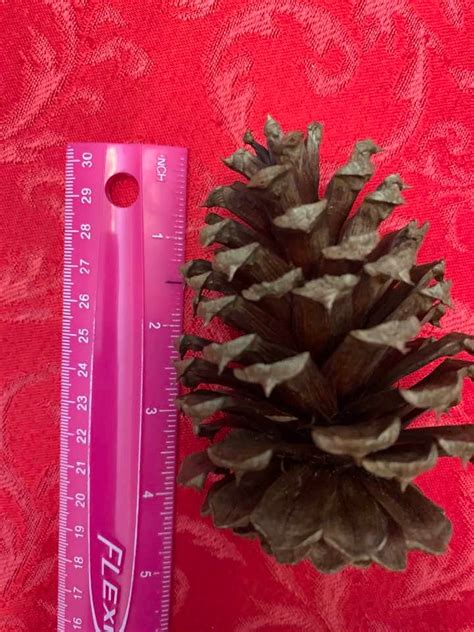 Georgia Pine Cones Christmas Decorations Diy Christmas Tree Etsy