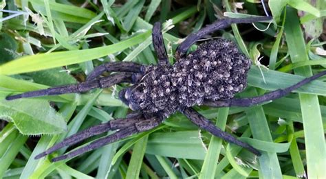 Woman Finds Wolf Spider Carrying Hundreds Of Babies