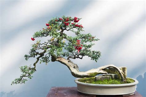 Bonsai Deadwood Mọi thứ bạn cần biết Cá cảnh mini