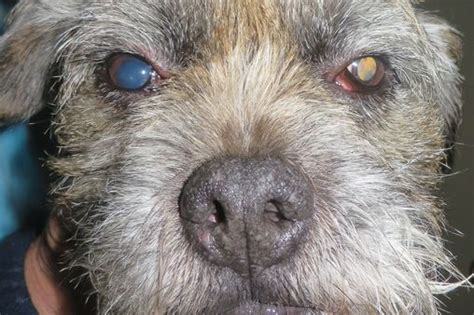 Owners Urged To Check Their Dogs Eyes Or Risk Them Going Blind