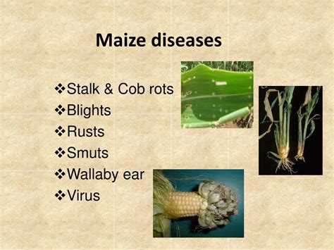 Ppt Common Pests And Diseases In Maize Powerpoint Presentation Id6209857