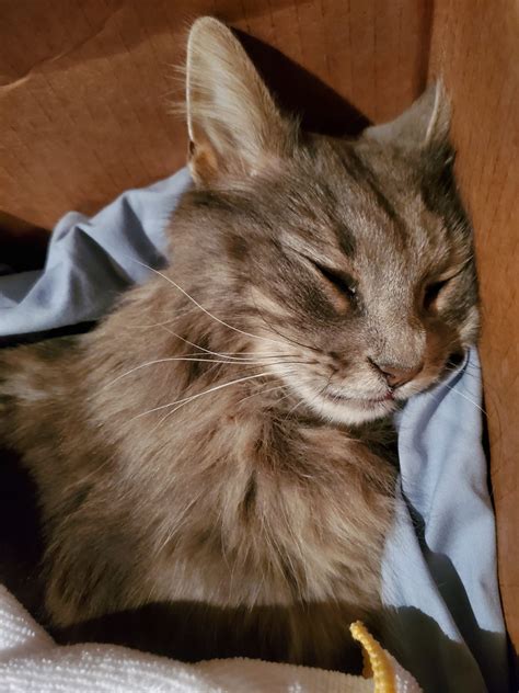 Check out our pet memorial selection for the very best in unique or custom, handmade pieces from our pet grave markers shops. vincent van gogh - West Coast Pet Memorial Services