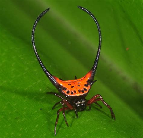 10 Most Beautiful Spiders In The World Listamaze