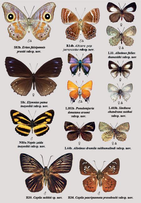 Butterfly Insects With Names Butterfly Mania
