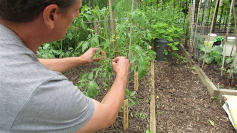 Tomato Plants Staking Removing Suckers Single Stem Pruning And
