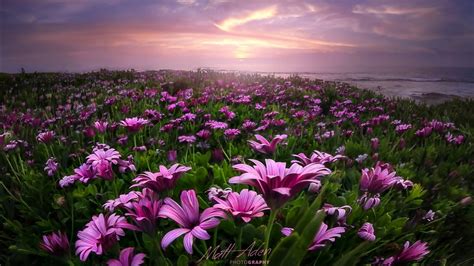 Beautiful Purple Flowers Green Grass Plants Field In Ocean Waves