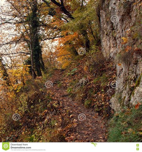 Narrow Trail Between Trees Rocks And Abyss Stock Image Image Of