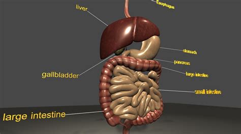 3d Model Low Poly Intestine Digestive System Cgtrader