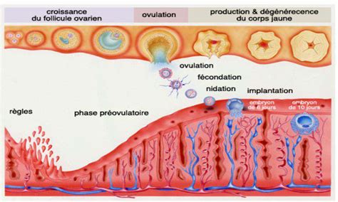 Deux Ovulation A Une Semaine D'intervalle - Causam - Les règles : ovaire et endomètre