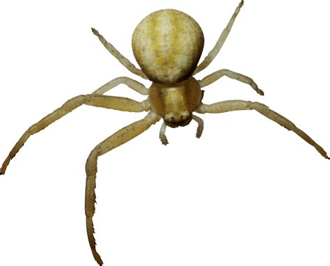 Spider Png Image