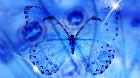 Blue Butterfly Wallpaper Hd Pixelstalk
