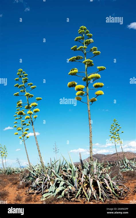 Sisal Plants Agave Sisalana Flowering Besides The Cement Road In The