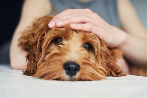 Köpeklerde Epilepsi Nedenleri Ve Tedavisi Köpekbilgi