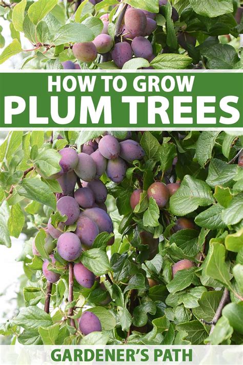 How To Grow And Care For Plum Trees Gardeners Path