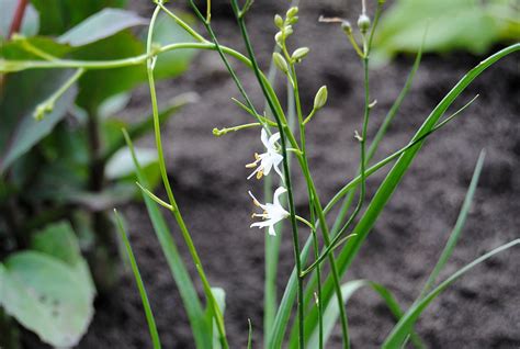 Frühlingsblumen sind die ersten frühlingsboten.wissen sie, welche blumen im märz blühen, welche im april und welche die spätlinge sind und erst im mai blühen? Blumenuhr nach Carl von Linné - wann blüht welche Blume ...
