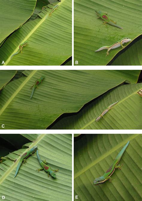 Rival Fight Of Two P L Lineata Males On A Banana Plant In Anosibe