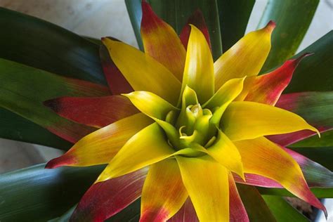 Bromeliads Care Everything You Need To Know About Growing Bromeliads