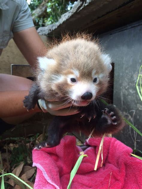 Endangered Red Panda Cubs Are A Living Legacy Zooborns