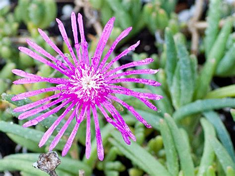 Introduction classification of ice plants types of icemaker capacity of ice plants ice plant requirements the refrigeration system storage of ice handling, conveying and weighing making ice at. Growing and Caring for Ice Plants