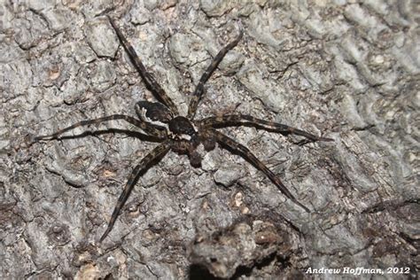 Dolomedes Tenebrosus Dark Fishing Spider Found On A Larg Flickr
