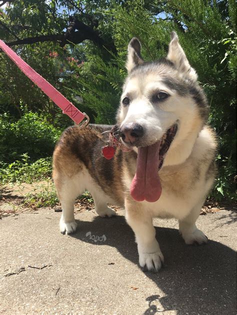 Corgi Malamute Mix Apparently Comes With Extra Tongue Cuties Overload