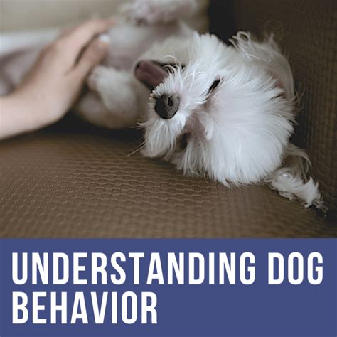 Understanding Dog Body Language How To Calm Your Dog Pethelpful