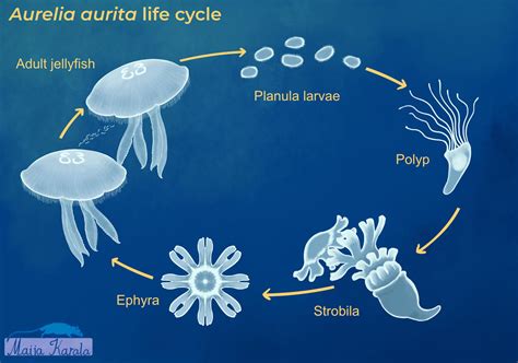Jellyfish Life Cycle By Eurwentala On Deviantart