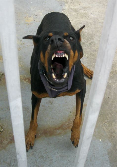 Photo Of A Random Angry Dog Angry Dog Doberman Dogs Doberman
