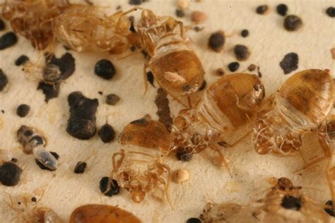 The Leading Cause Of Bed Bug Infestations Is Ibbra