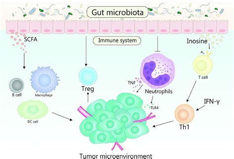 Frontiers Exploring The Emerging Role Of The Gut Microbiota And Tumor