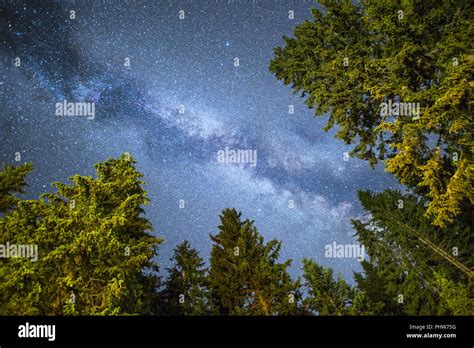 Pine Trees Silhouette Milky Way Night Sky Stock Photo Alamy