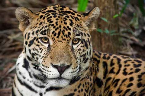 These animals obtain nutrients and energy from both animals and plants. The Big Cats of Belize, Belize Animals, Caribbean Critters