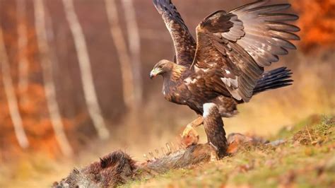 Eagles Facts Characteristics Behavior Diet More