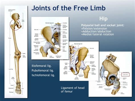 Joints Of Lower Limb Hip Joint Knee Joint Tibio Fibular Joints Images And Photos Finder
