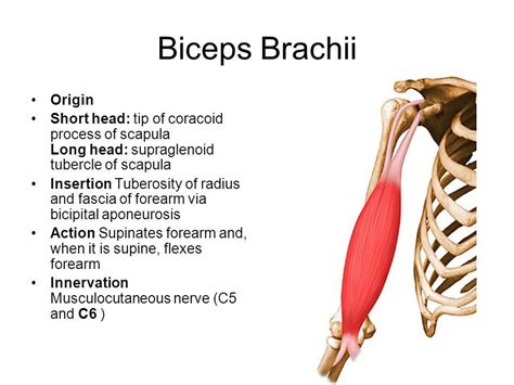 Biceps Brachii Insertion Merleenhiggins