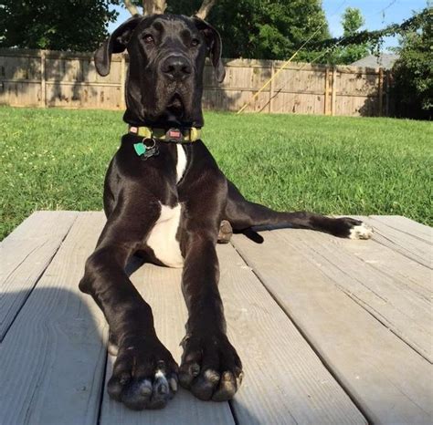 Adopt Boone On Petfinder Great Dane Rescue Foster Puppies Great