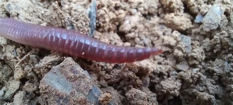 Photo Earthworm Unidentified Lumbricidae Indet