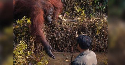 Wild Orangutan Reaches Out Helping Hand To Man Stuck In Mud Exgenus