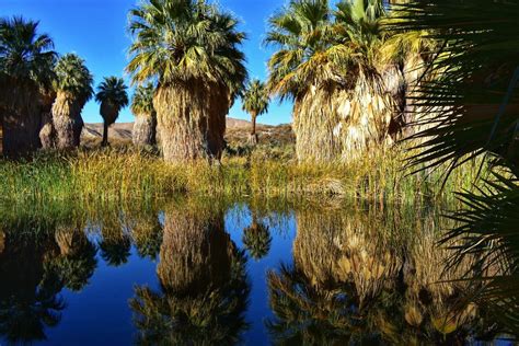 The coachella valley is not new york, seattle or austin or even manchester. Coachella Valley Preserve, Riverside County, California - I said...