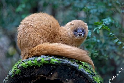 ~ Siberian Weasel Mustela Sibirica Zoo Animals Animals Wild Cute