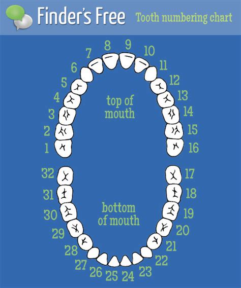 Dentist Teeth Number Chart
