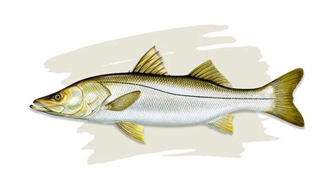 Common Snook Painting By Dawn Witherington Fine Art America