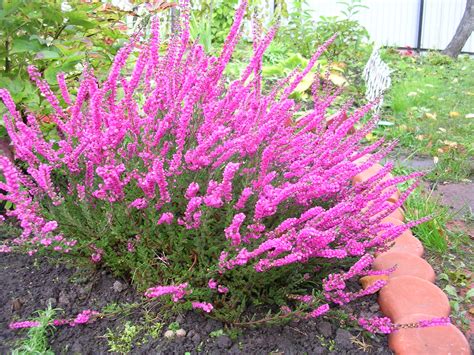 Вереск обыкновенный (calluna vulgaris l.). Цветущий вереск. Всё о посадке, выращивании и уходе - Розы ...