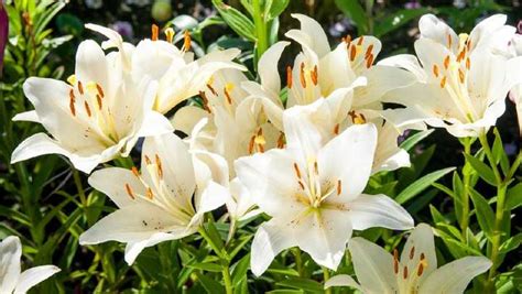 Klasifikasi Dan Morfologi Bunga Lily Lilium L Joko Warino