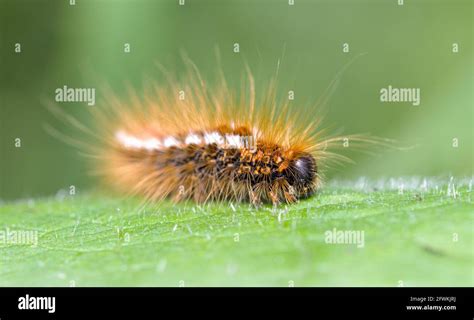 Brown Tail Moth Caterpillar Euproctis Chrysorrhoea Feeding On A Leaf