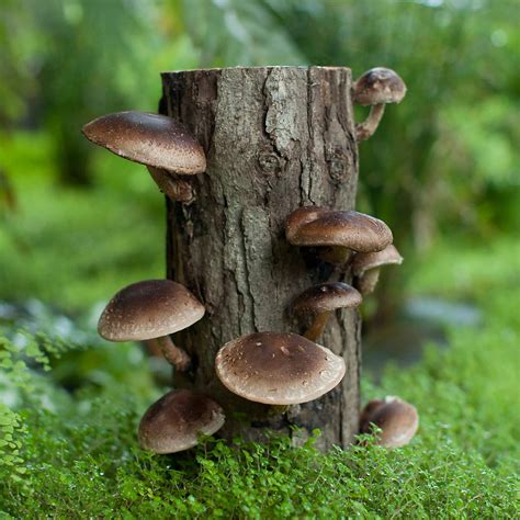 Mushroom Series Mushroom Cultivation Dahlem