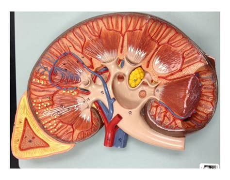 Kidney anatomy Quiz