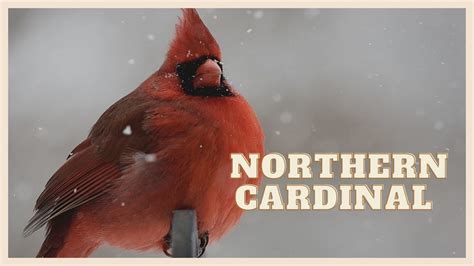 Listen To A Special Northern Cardinal Call Youtube