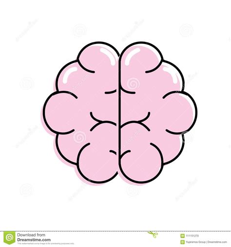 Brain Human Anatomy Organ Of Inteligence Stock Vector - Illustration of ...