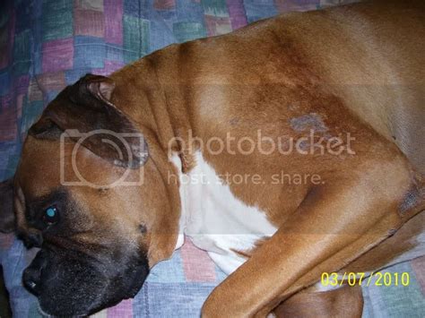 Little Bumps On My Boxers Skin Under His Coat Boxer Breed Dog Forums